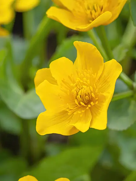 460040 - Marsh marigold (Caltha palustris)