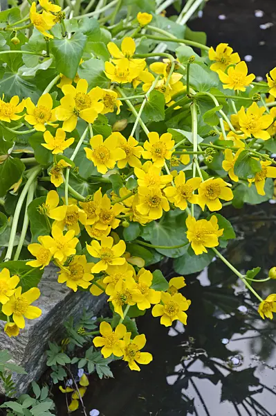 471218 - Marsh marigold (Caltha palustris)