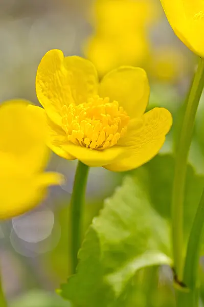 483214 - Marsh marigold (Caltha palustris)