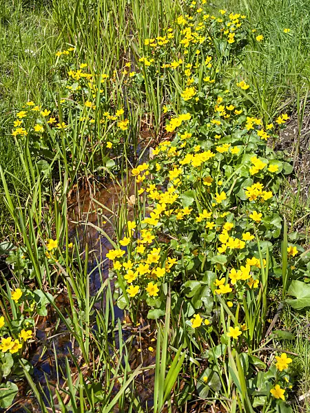 483358 - Marsh marigold (Caltha palustris)