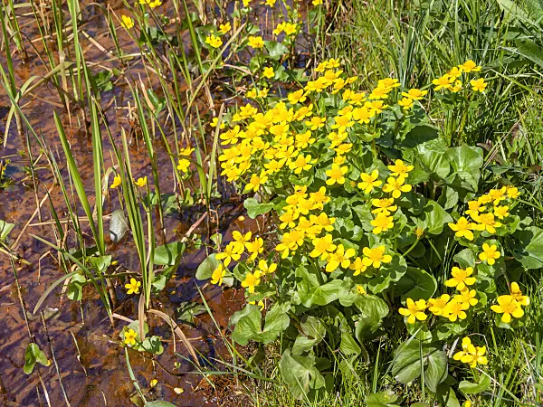 483359 - Marsh marigold (Caltha palustris)