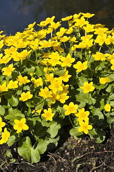 495192 - Marsh marigold (Caltha palustris)