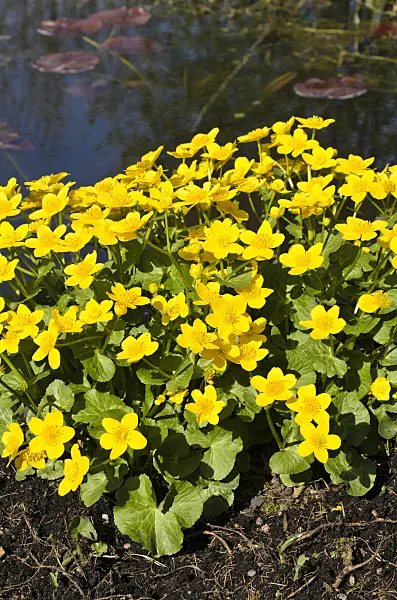 495193 - Marsh marigold (Caltha palustris)