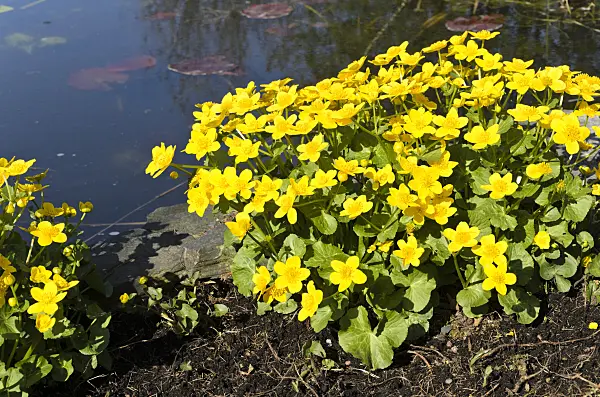 495194 - Marsh marigold (Caltha palustris)