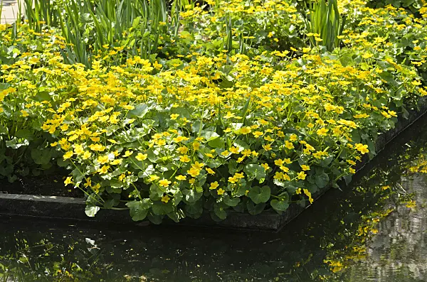 495222 - Marsh marigold (Caltha palustris)