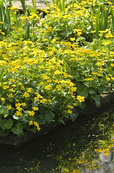 495223 - Marsh marigold (Caltha palustris)