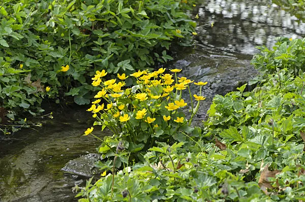 495246 - Marsh marigold (Caltha palustris)