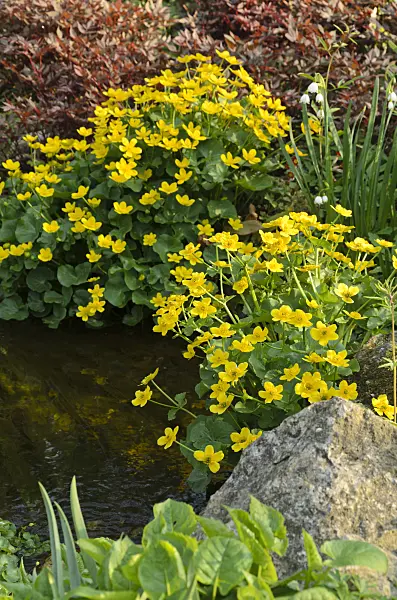 495247 - Marsh marigold (Caltha palustris)