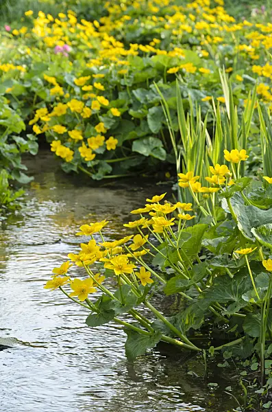 495248 - Marsh marigold (Caltha palustris)