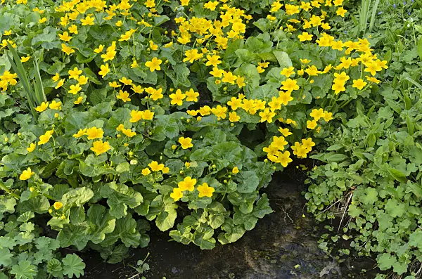 495249 - Marsh marigold (Caltha palustris)