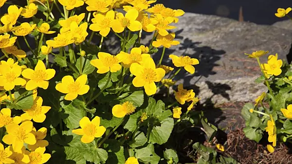 495287 - Marsh marigold (Caltha palustris)