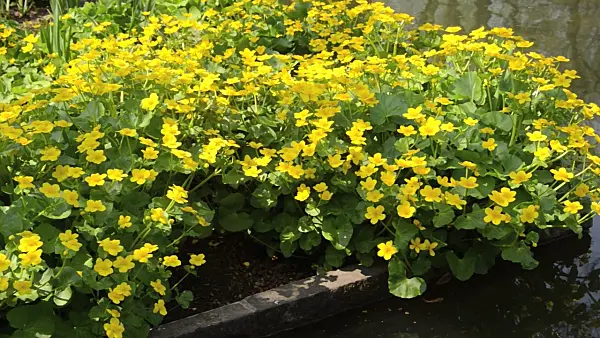 495316 - Marsh marigold (Caltha palustris)