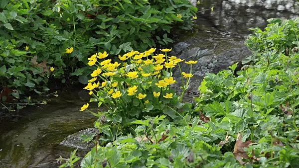 495331 - Marsh marigold (Caltha palustris)