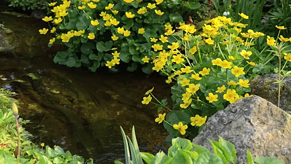 495332 - Marsh marigold (Caltha palustris)