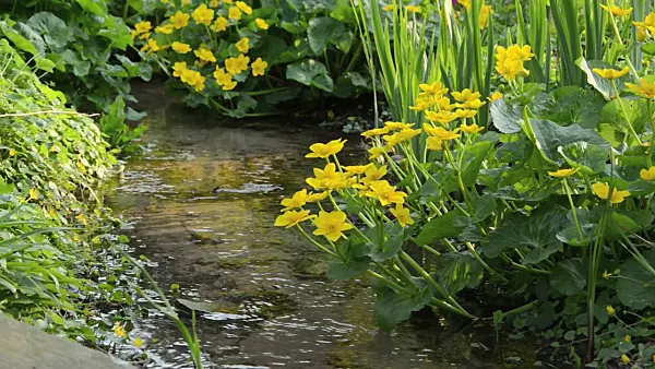 495333 - Marsh marigold (Caltha palustris)
