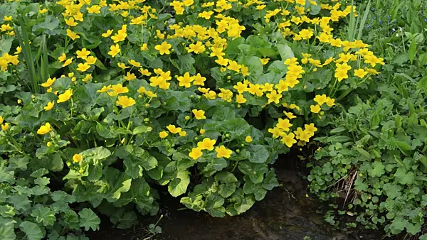 495334 - Marsh marigold (Caltha palustris)