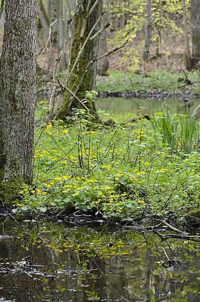 520026 - Marsh marigold (Caltha palustris)