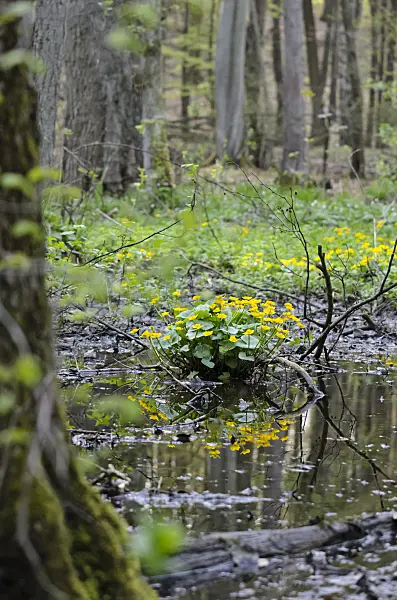 520027 - Marsh marigold (Caltha palustris)