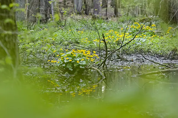 520028 - Marsh marigold (Caltha palustris)