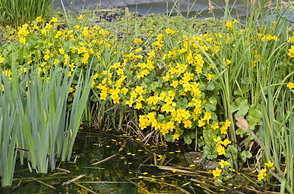 531109 - Marsh marigold (Caltha palustris)