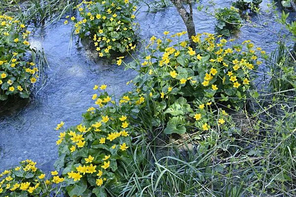 568020 - Marsh marigold (Caltha palustris)