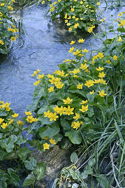 568021 - Marsh marigold (Caltha palustris)