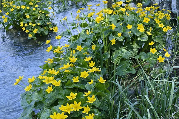 568022 - Marsh marigold (Caltha palustris)