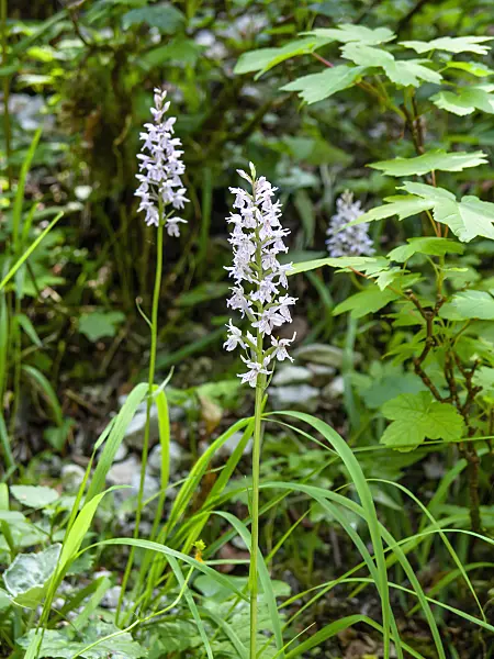 439137 - Marsh orchid (Dactylorhiza)