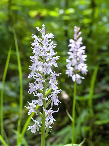 439138 - Marsh orchid (Dactylorhiza)