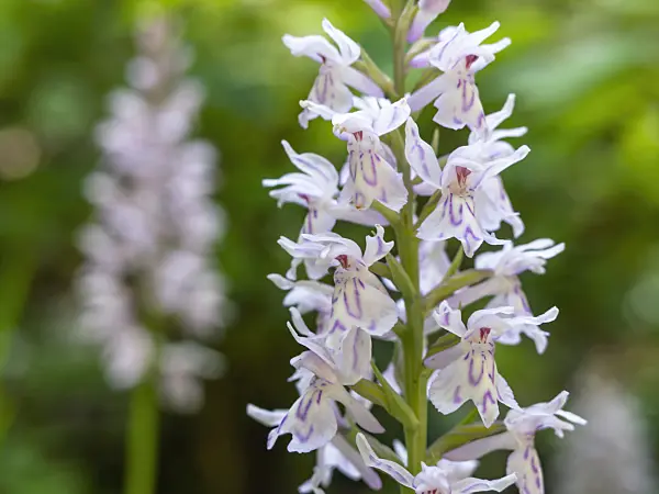 439139 - Marsh orchid (Dactylorhiza)