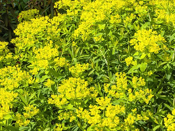 437246 - Marsh spurge (Euphorbia palustris)
