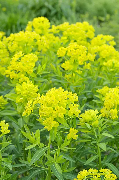 471328 - Marsh spurge (Euphorbia palustris)