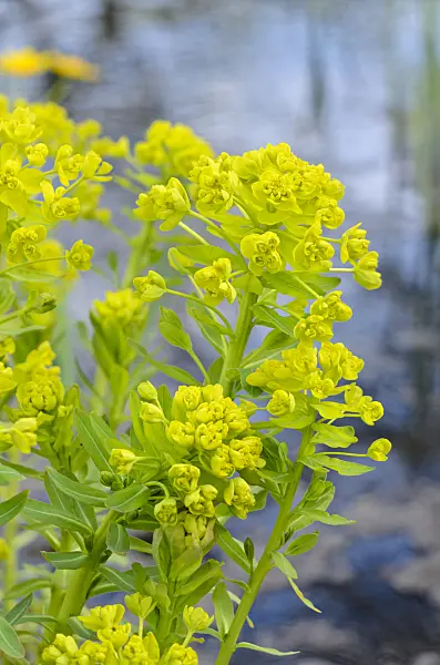 531183 - Marsh spurge (Euphorbia palustris)