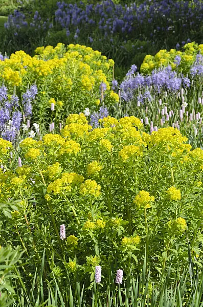 508080 - Marsh spurge (Euphorbia palustris), Camassia leichtlinii 'Caerulea' and adderwort (Bistorta officinalis syn. Polygonum bistorta)
