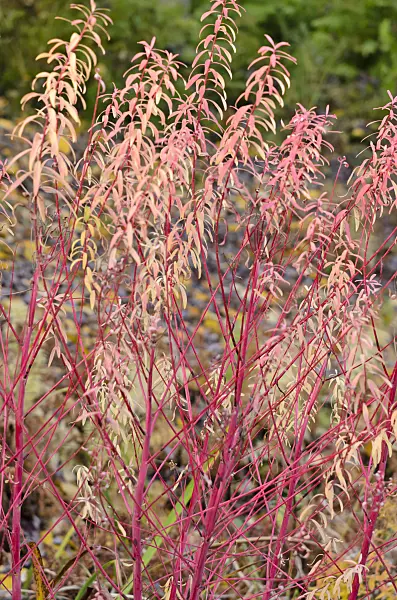 525290 - Marsh spurge (Euphorbia palustris 'Herbstfeuer')