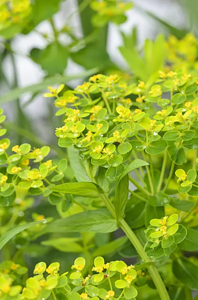 520414 - Marsh spurge (Euphorbia palustris 'Typ Schuster')