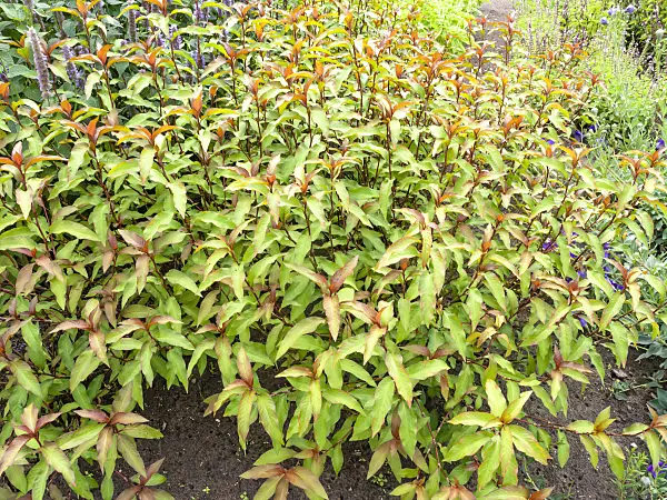 487201 - Marshpepper knotweed (Persicaria hydropiper syn. Polygonum hydropiper)