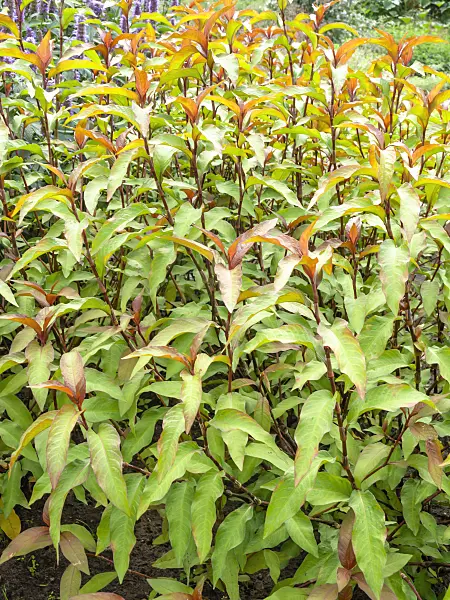 487202 - Marshpepper knotweed (Persicaria hydropiper syn. Polygonum hydropiper)