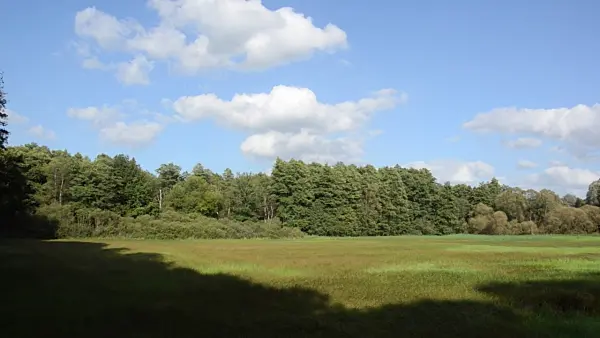 500088 - Marshy meadow, Bogensee Nature Reserve, Berlin, Germany