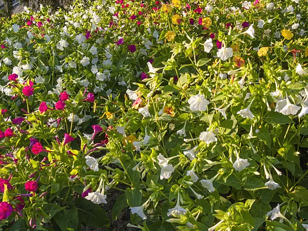 404065 - Marvel of Peru (Mirabilis jalapa)