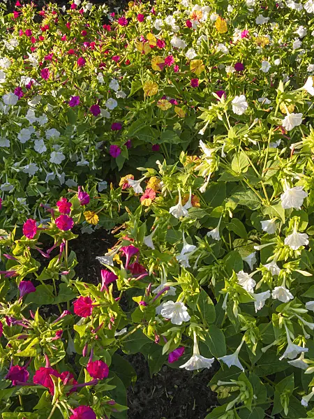 404066 - Marvel of Peru (Mirabilis jalapa)