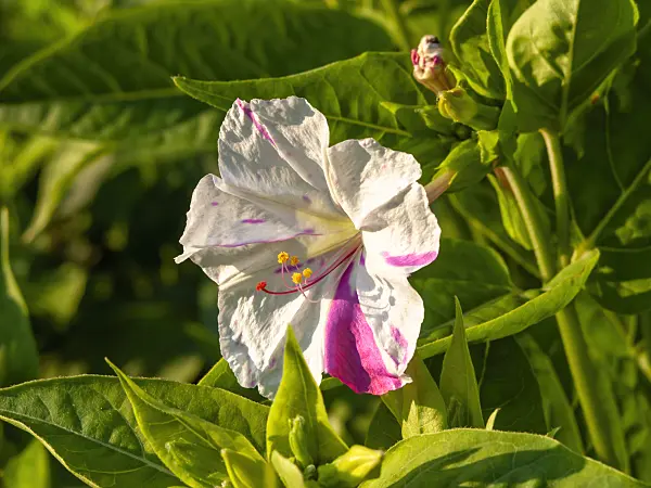 450064 - Marvel of Peru (Mirabilis jalapa)