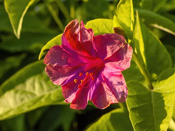 450065 - Marvel of Peru (Mirabilis jalapa)