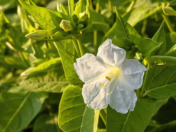 450066 - Marvel of Peru (Mirabilis jalapa)