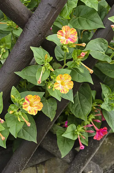 523057 - Marvel of Peru (Mirabilis jalapa)