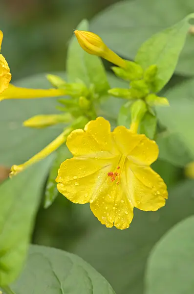 536158 - Marvel of Peru (Mirabilis jalapa)