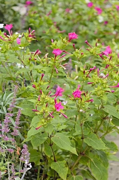 572068 - Marvel of Peru (Mirabilis jalapa)