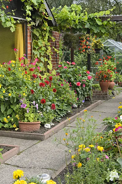 523059 - Marvel of Peru (Mirabilis jalapa) and dahlias (Dahlia) in an allotment garden