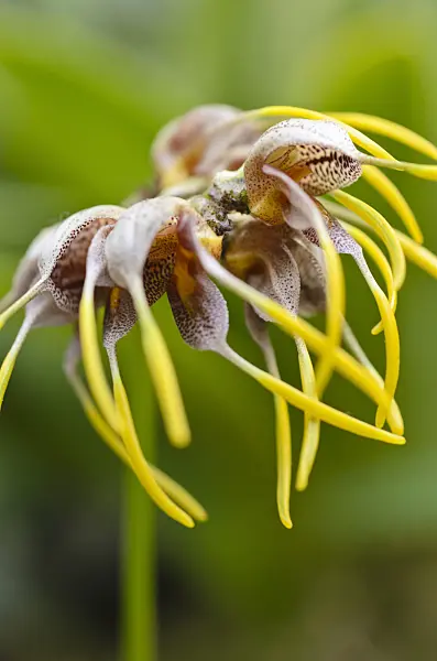 493045 - Masdevallia ova-avis