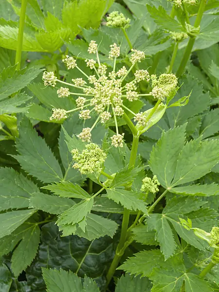 437334 - Masterwort (Peucedanum ostruthium)